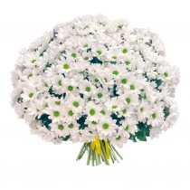 Bouquet of 25 white spray chrysanthemums